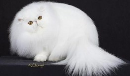 猫咪冠军爆料视频,爆笑视频背后的精彩故事